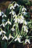 GALANTHUS MOTHER GOOSE