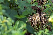 LEPUS EUROPAEUS; BROWN HARE SLEEPING IN FLOWERBED