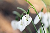 GALANTHUS ELWESII MOSES BASKET