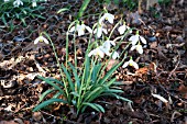 GALANTHUS MOTHER GOOSE