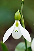 GALANTHUS FOSTERI VAR ANTEPENSIS