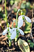 GALANTHUS FIELDGATE SUPERB