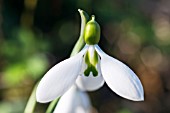 GALANTHUS FIELDGATE SUPERB