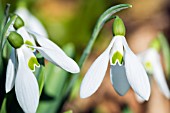 GALANTHUS PLICATUS RICHARD NUTT