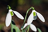 GALANTHUS MELANIE BROUGHTON