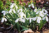 GALANTHUS MIGHTY ATOM