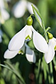 GALANTHUS MIGHTY ATOM