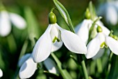 GALANTHUS MIGHTY ATOM