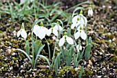 GALANTHUS VALENTINEI JOHN MORLEY