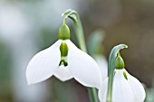 GALANTHUS VALENTINEI JOHN MORLEY