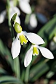 GALANTHUS PLICATUS MUDURRIA