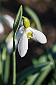 GALANTHUS PLICATUS YEDIGELOR BOLU