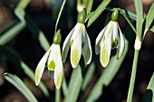 GALANTHUS NIVALIS VERTIGO