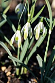 GALANTHUS NIVALIS VERTIGO