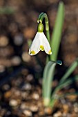 GALANTHUS NIVALIS JANET