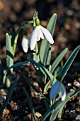 GALANTHUS NIVALIS GLOUCESTER OLD SPOT