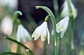 GALANTHUS NIVALIS ALANS TREAT