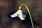 GALANTHUS PLICATUS GREEN TRYM