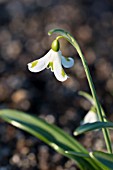 GALANTHUS PLICATUS GREEN TRYM