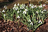 GALANTHUS ELWESII ‘MARGARETS STAR’