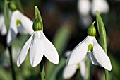 GALANTHUS ELWESII ‘MARGARETS STAR’