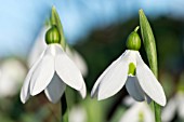 GALANTHUS ELWESII ‘MARGARETS STAR’