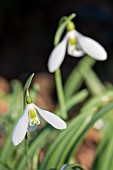 GALANTHUS ARMINE