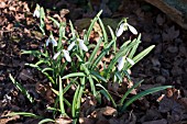 GALANTHUS ARMINE