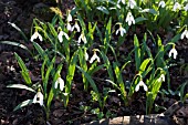 GALANTHUS PLICATUS MADELAINE