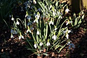 GALANTHUS ERWAY