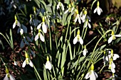 GALANTHUS ERWAY