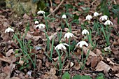 GALANTHUS NIVALIS FLOCON DE NEIGE