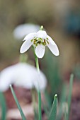 GALANTHUS NIVALIS FLOCON DE NEIGE