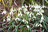 GALANTHUS RIZEHENSIS BAYTOP