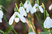 GALANTHUS RIZEHENSIS BAYTOP