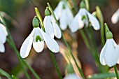 GALANTHUS RIZEHENSIS BAYTOP