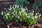 GALANTHUS ELWESII JOHN OWEN B