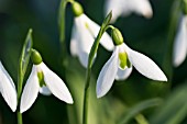 GALANTHUS ELWESII JOHN OWEN B