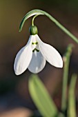 GALANTHUS ELWESII TWO EYES