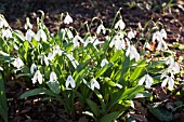 GALANTHUS GREEN COMET