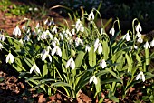 GALANTHUS GREEN COMET