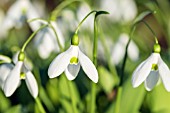 GALANTHUS GREEN COMET