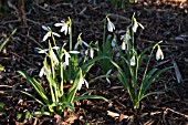 GALANTHUS JUNE BOARDMAN