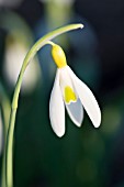 GALANTHUS JUNE BOARDMAN