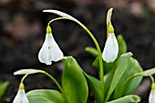 GALANTHUS KRASNOVII