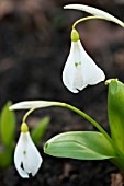 GALANTHUS KRASNOVII