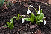 GALANTHUS KRASNOVII