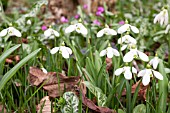 GALANTHUS LITTLE DORRIT