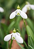 GALANTHUS LITTLE DORRIT