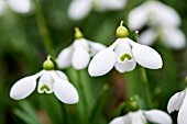 GALANTHUS LITTLE DORRIT